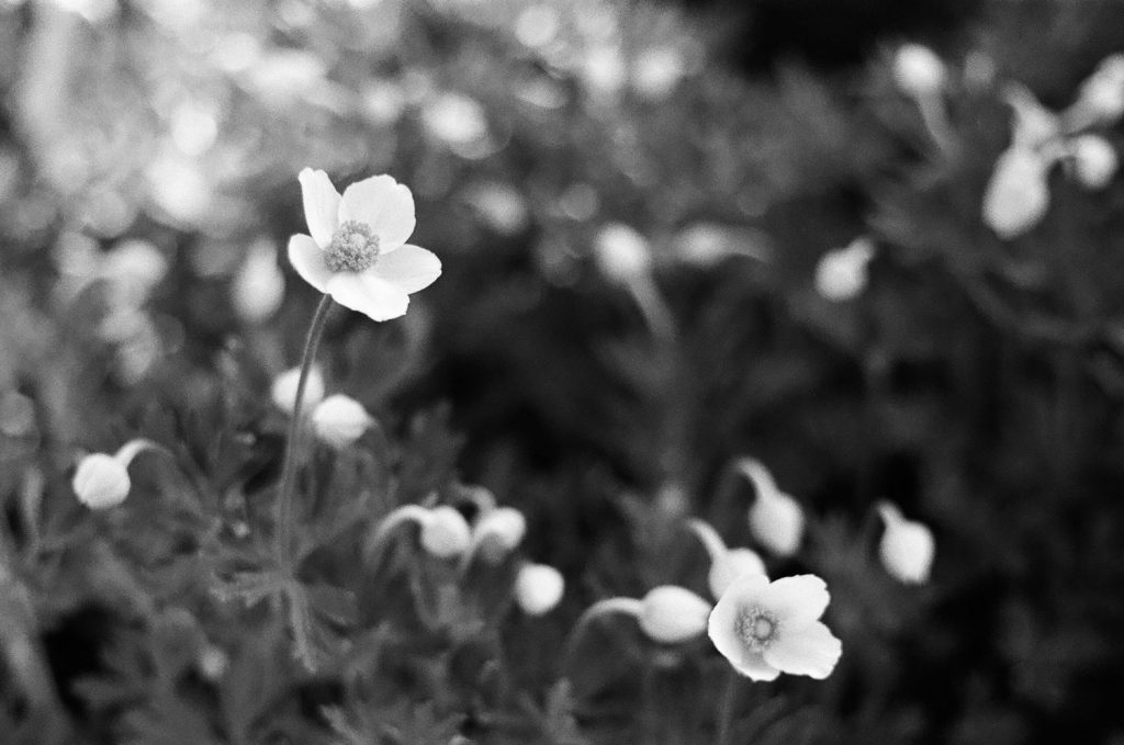 Filmikuvaus kukka-aihe mustavalkoisena. Valokuva.