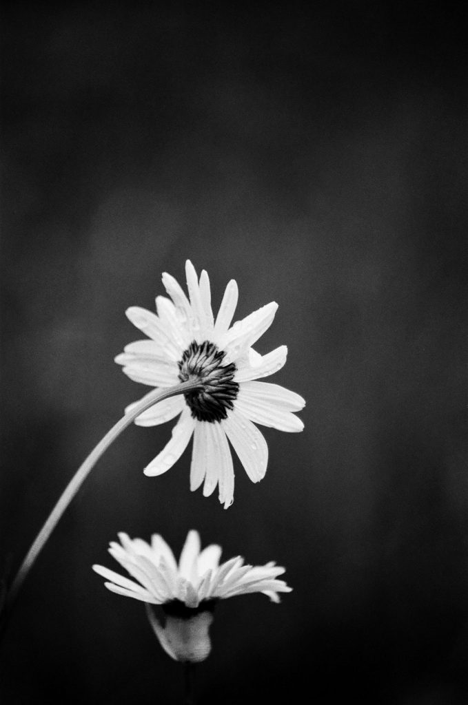 Filmikuvaus kukka-aihe mustavalkoisena. Valokuva.