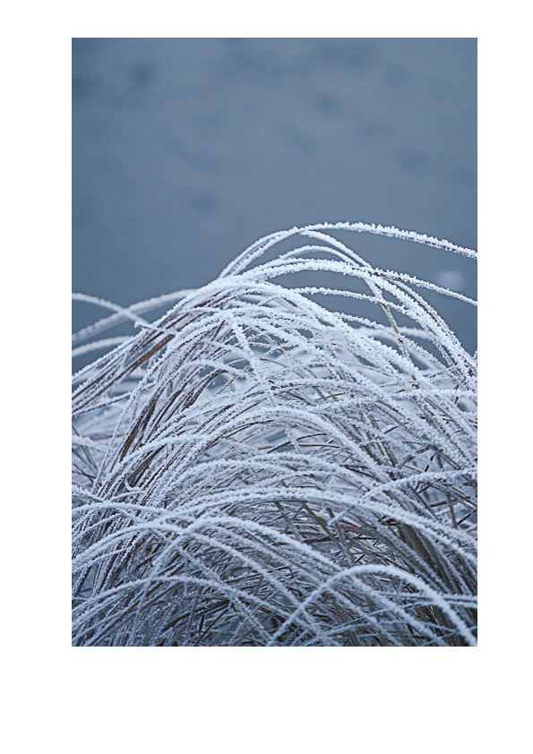 Kuuran peittämät kasvit järvessä. Valokuva.