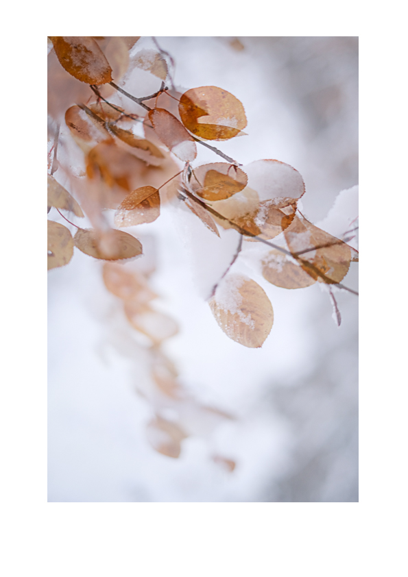 Syksyinen luontokuva kaksoisvalotustekniikalla. Valokuva.