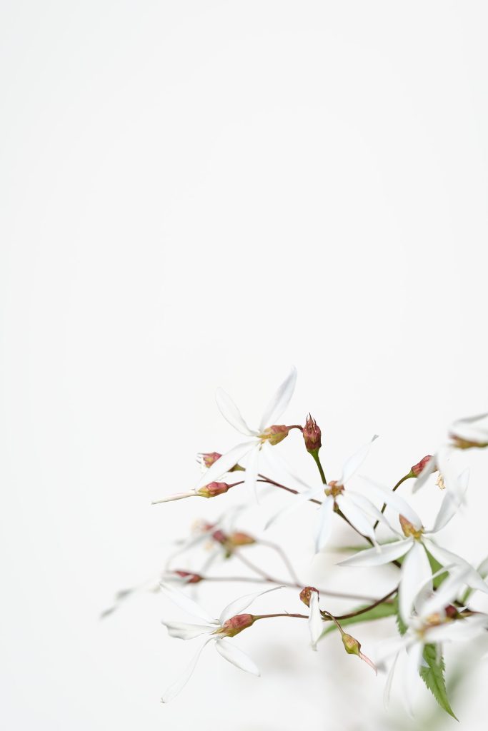 Fine art flower photography. Valokuva.