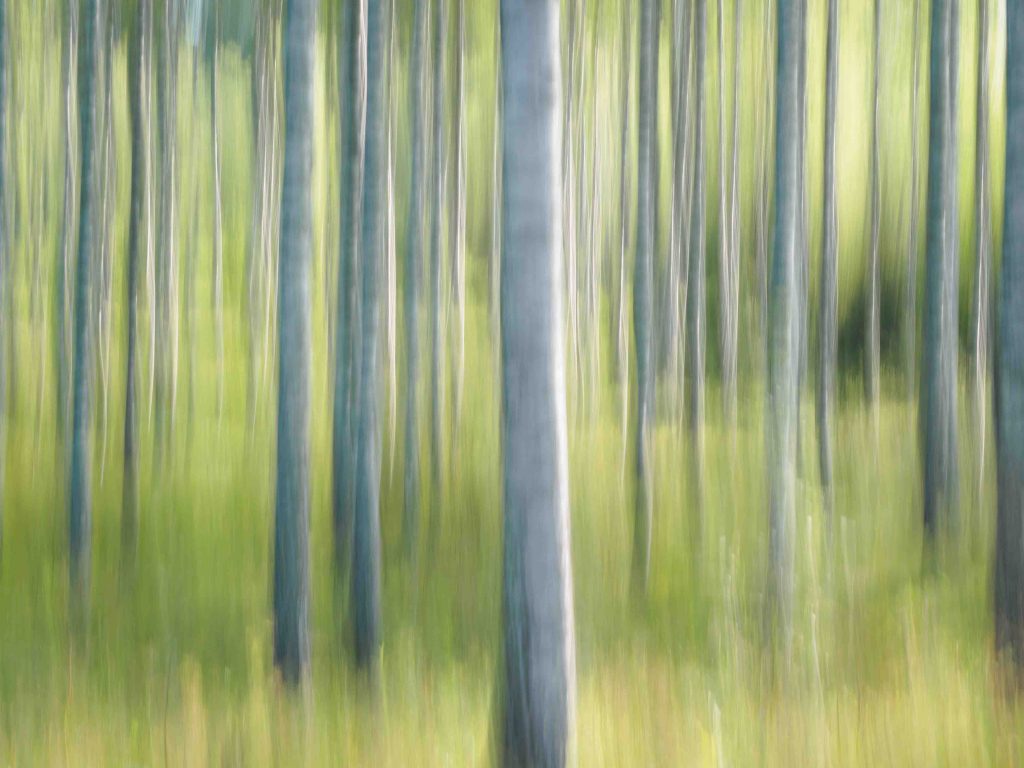 Luovaa valokuvausta ICM-tekniikalla. Valokuva.