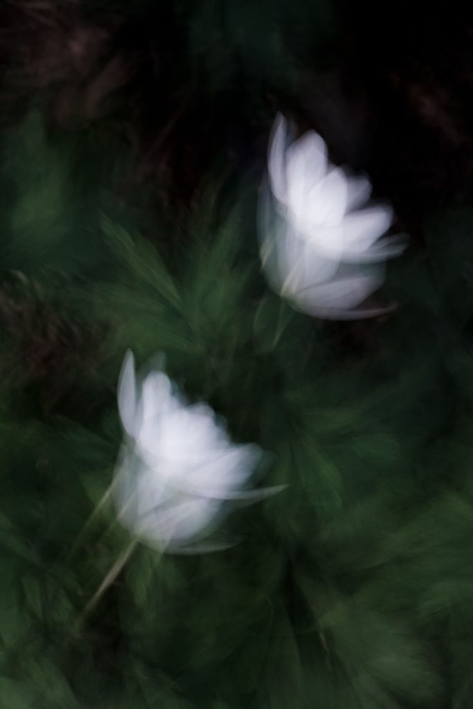 Luovaa valokuvausta ICM-tekniikalla. Valokuva.