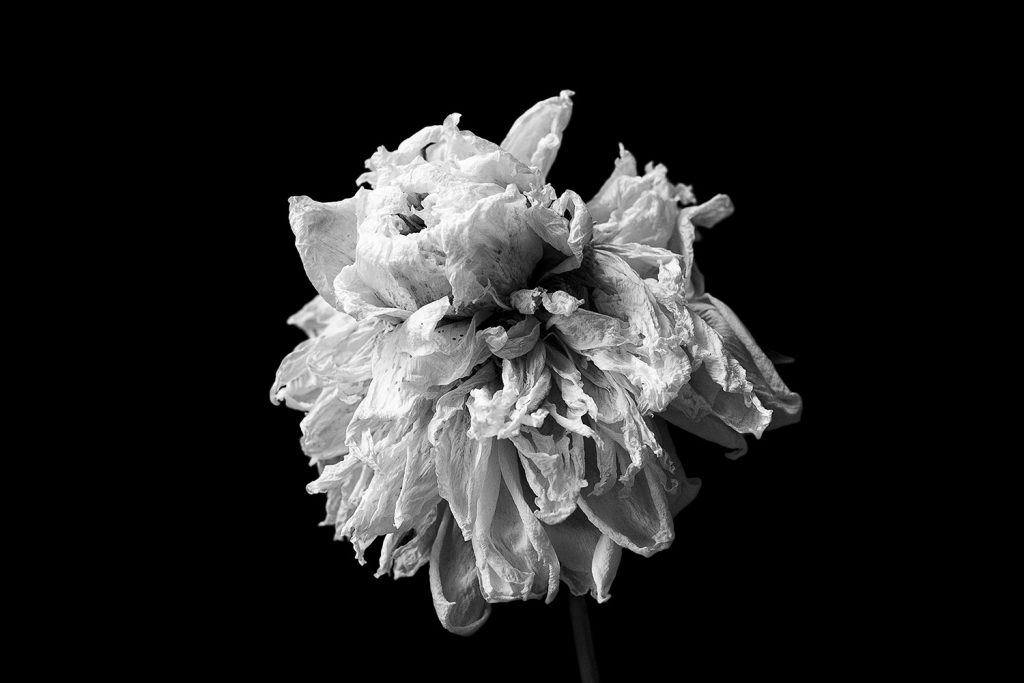 Kukkakuvaus pionit. Valokuva.