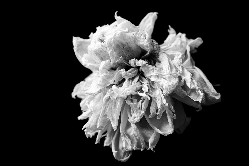 Kukkakuvaus pionit. Valokuva.