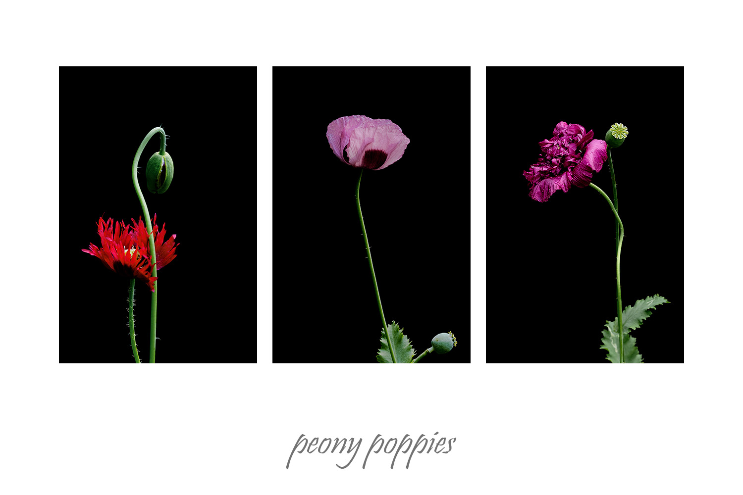 Valokuvasarja eli triptyykki  pioniunikoista.Valokuva.