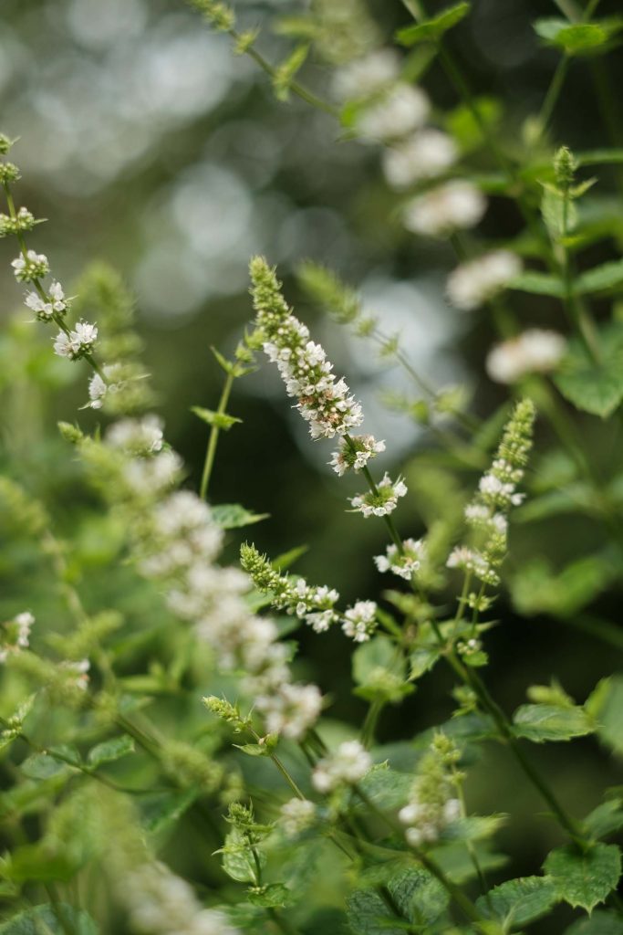Marokon minttua. Valokuva.