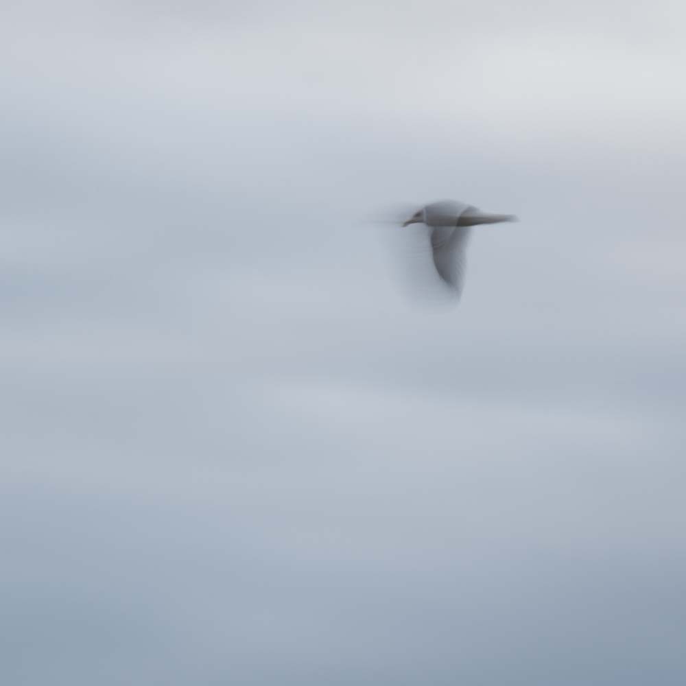 ICM tekniikalla kuvattu lintu. Valokuva.