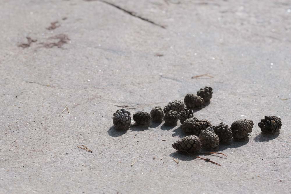 H niinkuin Hanko. Valokuva.