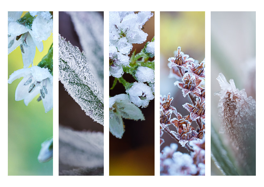 kuuran kuorruttamia kasveja