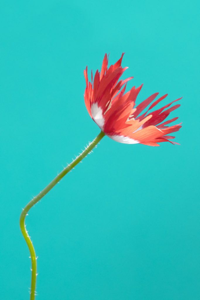 Fine art flower photography. Valokuva.