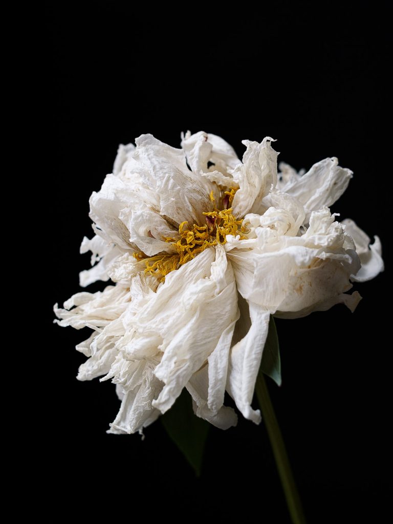 Fine art flower photography. Valokuva.