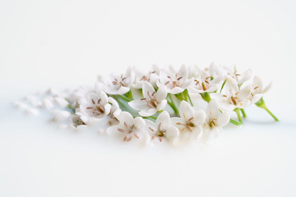 Fine art flower photography. Valokuva.