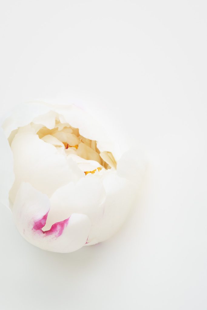 Fine art flower photography. Valokuva.