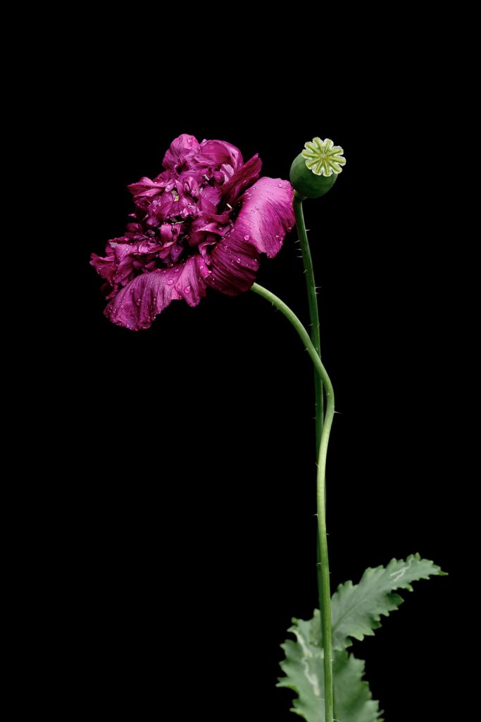 Fine art flower photography. Valokuva.