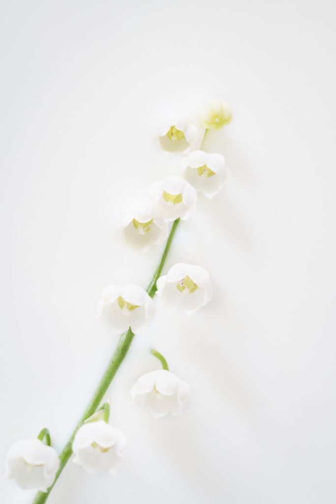 Fine art flower photography. Valokuva.