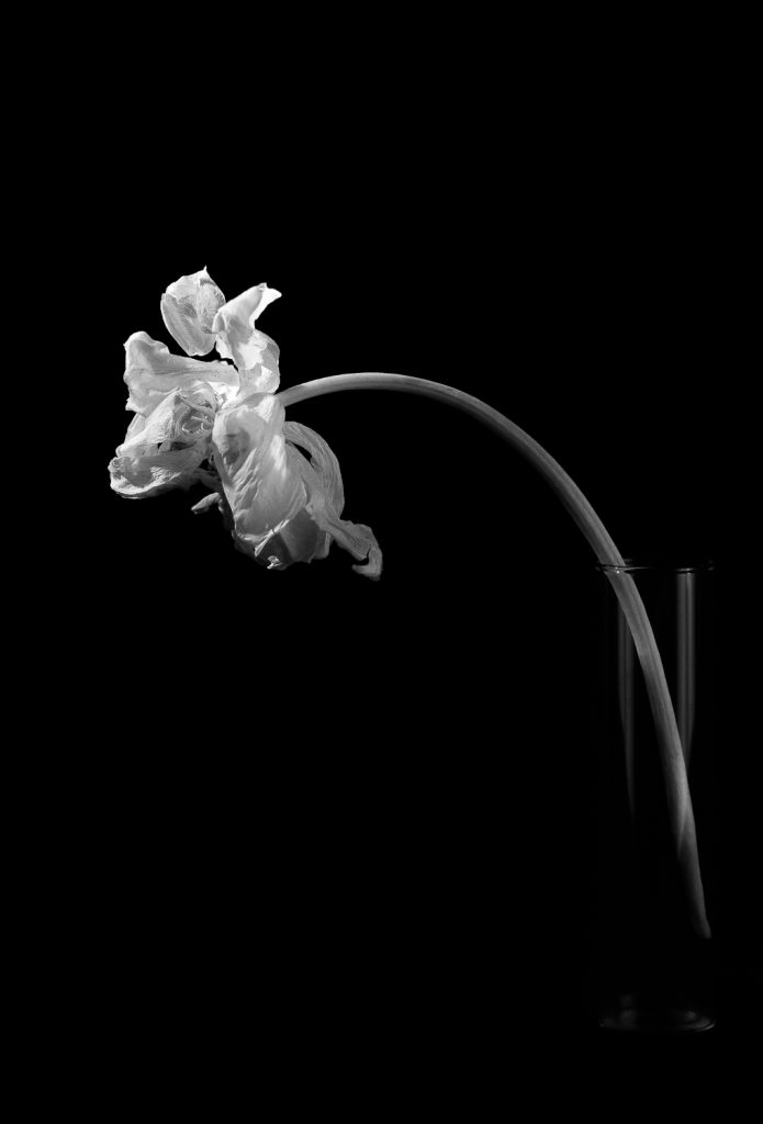 Fine art flower photography. Valokuva.