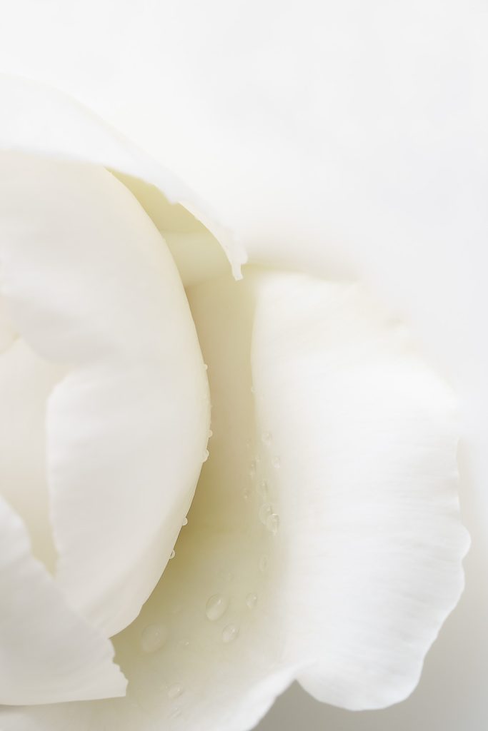 Fine art flower photography. Valokuva.