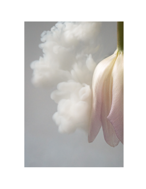 Luova kukkakuvaus finnfoton apurahaprojektissa. Valokuva.