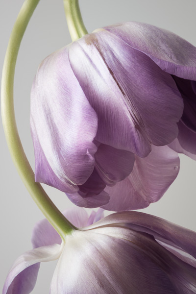 Luova kukkakuvaus finnfoton apurahaprojektissa. Valokuva.