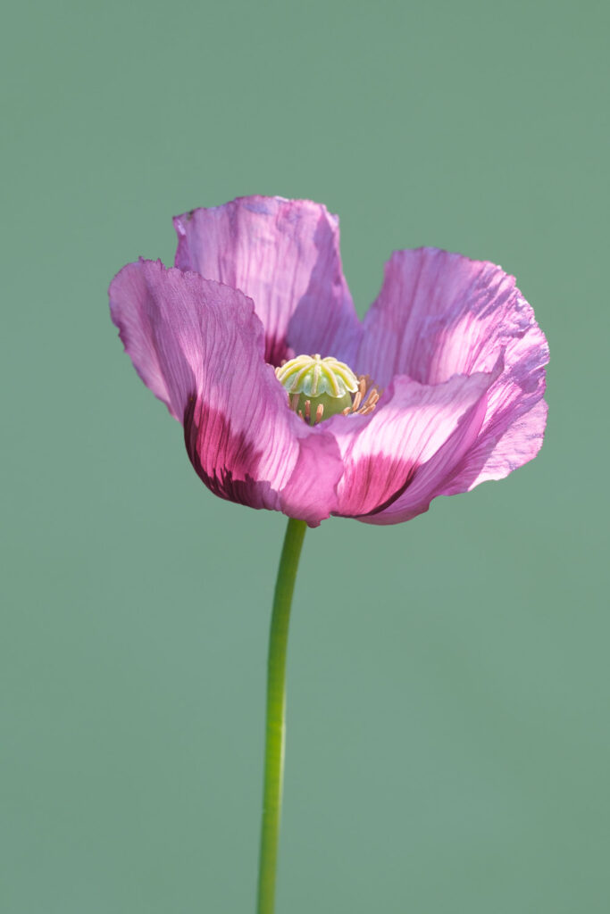 Fine art flower photography. Valokuva.