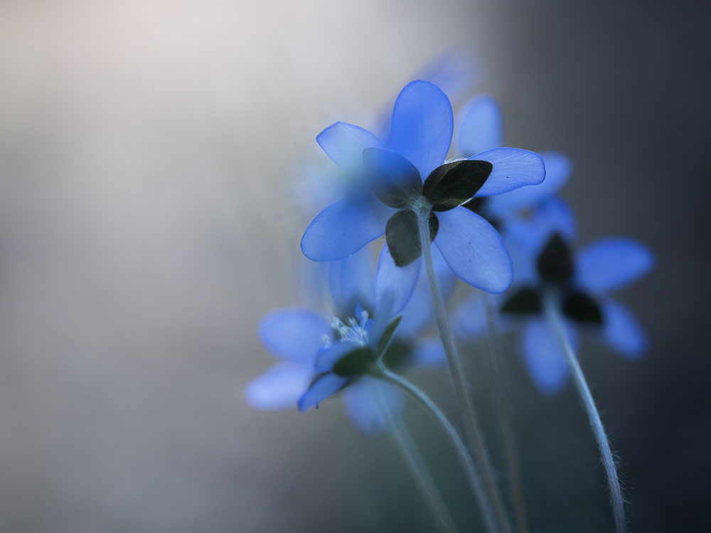 Kukkakuva valokuvauskilpailu.