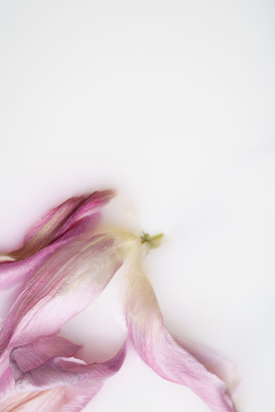 Wall art photography flowers