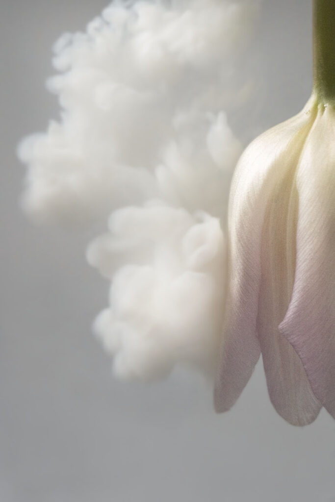 Fine art flower photography. Valokuva.