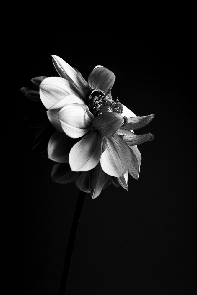 Fine art flower photography. Valokuva.