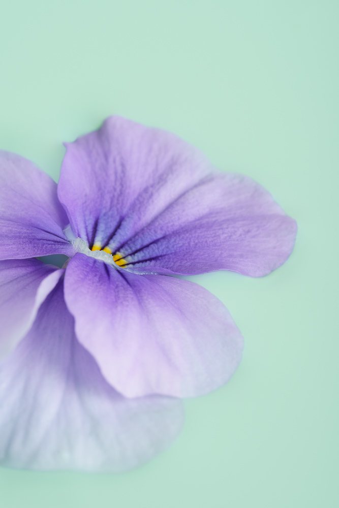 Fine art flower photography. Valokuva.