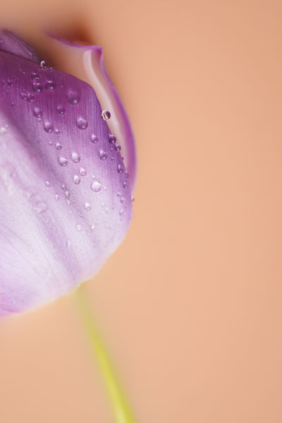 Fine art flower photography. Valokuva.